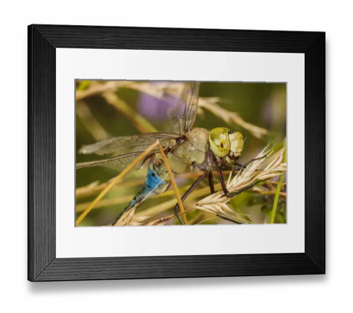 Framed Print : USA, Oregon, Albany, Freeway Ponds Park, batteres male Common Green Darner (Anax junius) Framed Print : USA, Oregon, Albany, Freeway Ponds Park, batteres male Common Green Darner (Anax junius)