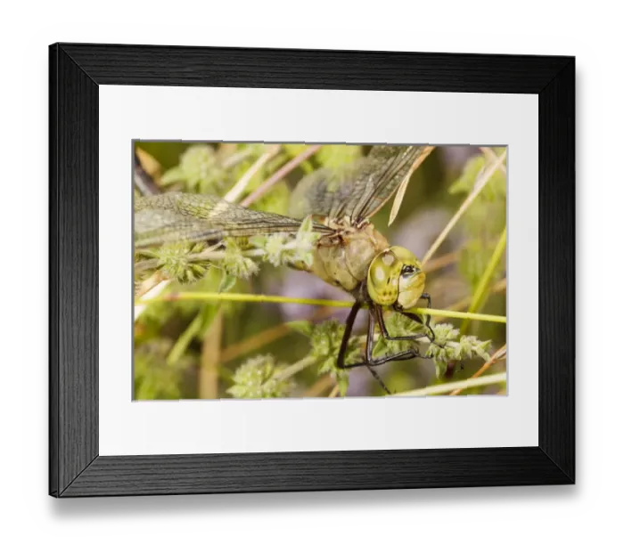 Framed Print : USA, Oregon, Albany, Freeway Ponds Park, batteres male Common Green Darner (Anax junius) Framed Print : USA, Oregon, Albany, Freeway Ponds Park, batteres male Common Green Darner (Anax junius)