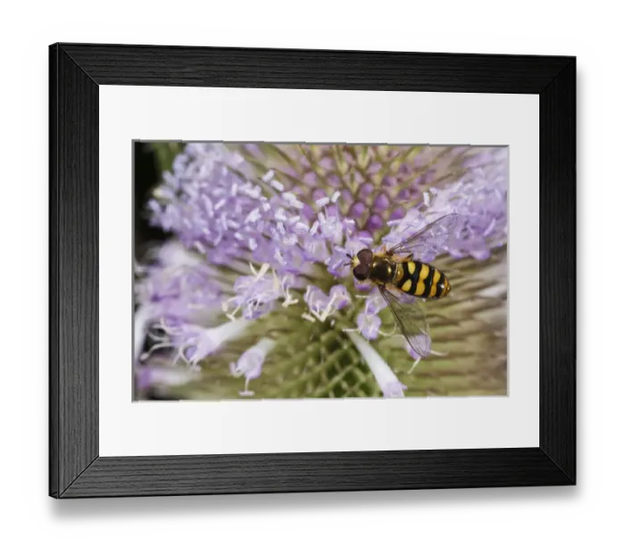 Framed Print : USA, Oregon, Albany, Freeway Ponds Park, American Hoverfly (Metasyrphus americanus) Framed Print : USA, Oregon, Albany, Freeway Ponds Park, American Hoverfly (Metasyrphus americanus)