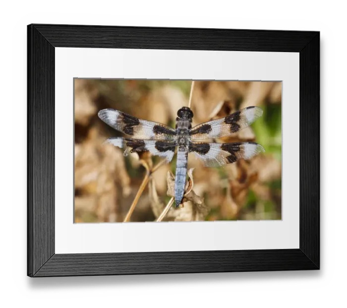 Framed Print : USA, Oregon, Albany, Freeway Ponds Park, battered male Eight-spotted Skimmer (Libellula Framed Print : USA, Oregon, Albany, Freeway Ponds Park, battered male Eight-spotted Skimmer (Libellula