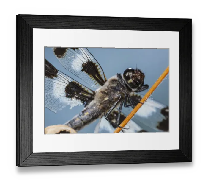 Framed Print : USA, Oregon, Albany, Freeway Ponds Park, battered male Eight-spotted Skimmer (Libellula Framed Print : USA, Oregon, Albany, Freeway Ponds Park, battered male Eight-spotted Skimmer (Libellula