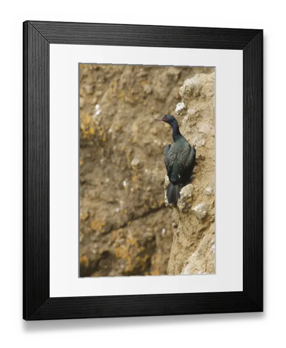 Framed Print : USA, Oregon, Newport, Yaquina Head Outstanding Natural Area, Pelagic Cormorant Framed Print : USA, Oregon, Newport, Yaquina Head Outstanding Natural Area, Pelagic Cormorant