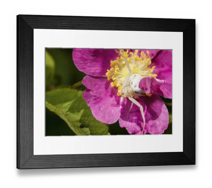 Framed Print : USA, Oregon, Albany, Freeway Ponds Park, a Goldenrod Crab Spider (Misumena vatia) Framed Print : USA, Oregon, Albany, Freeway Ponds Park, a Goldenrod Crab Spider (Misumena vatia)