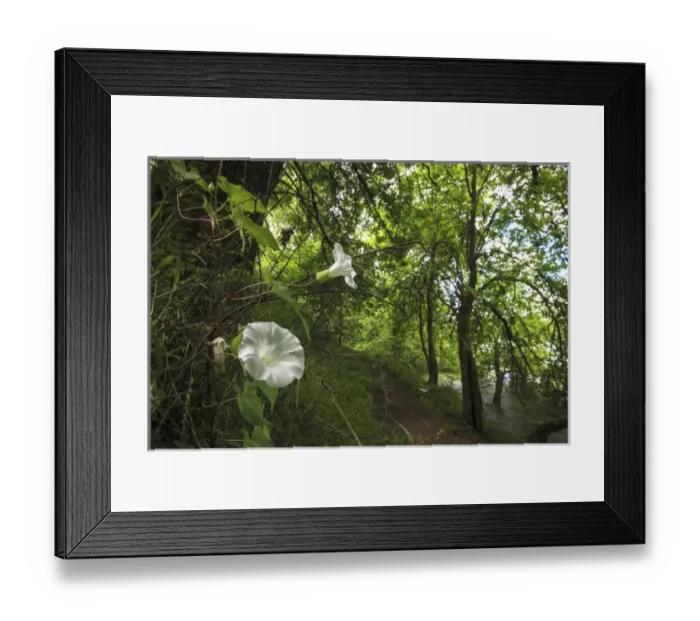 Framed Print : USA, Oregon, Portland, Oak Bottoms Wildlife Refuge, Hedge Morning Glory (Calystegia sepium) Framed Print : USA, Oregon, Portland, Oak Bottoms Wildlife Refuge, Hedge Morning Glory (Calystegia sepium)