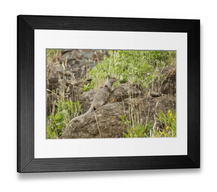 Framed Print : USA, Oregon, Newport, Yaquina Head Outstanding Natural Area, California Ground Squirrel
