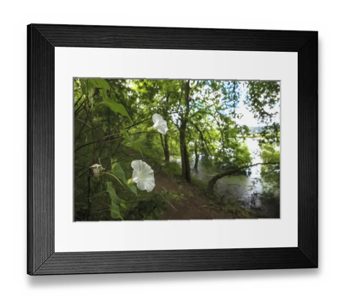 Framed Print : USA, Oregon, Portland, Oak Bottoms Wildlife Refuge, Hedge Morning Glory (Calystegia sepium)