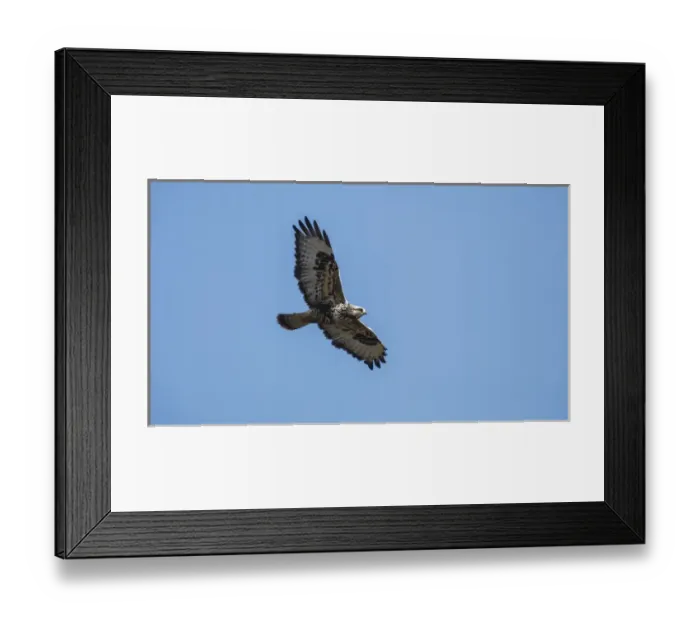 Framed Print : A Rough-legged Hawk (Buteo lagopus) in flight Framed Print : A Rough-legged Hawk (Buteo lagopus) in flight