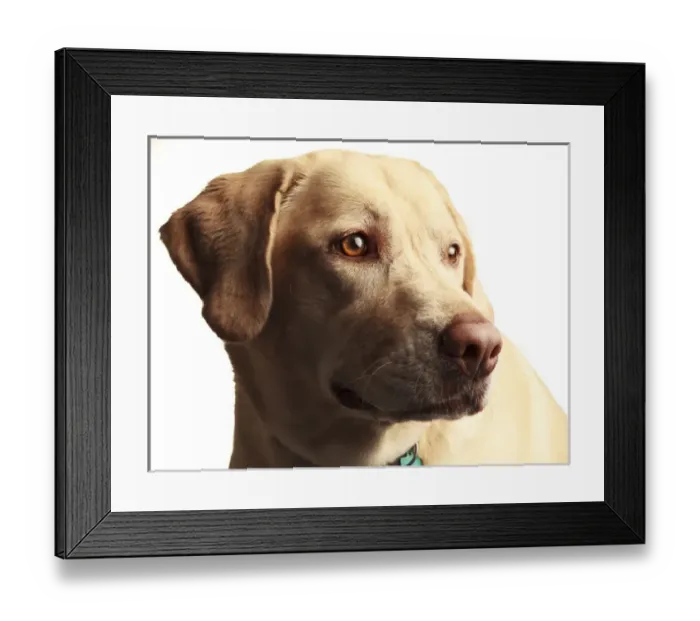 Framed Print : USA, Oregon, Keizer, Labrador Retriever. PR