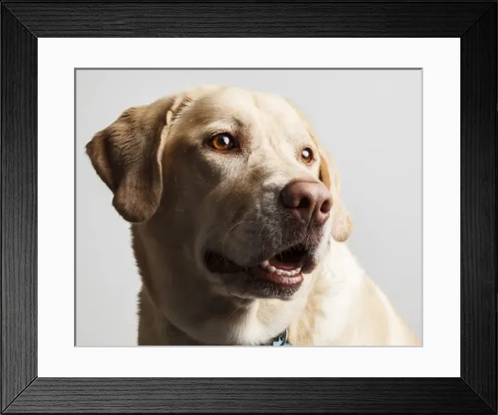 Framed Print : USA, Oregon, Keizer, Labrador Retriever. PR Framed Print : USA, Oregon, Keizer, Labrador Retriever. PR
