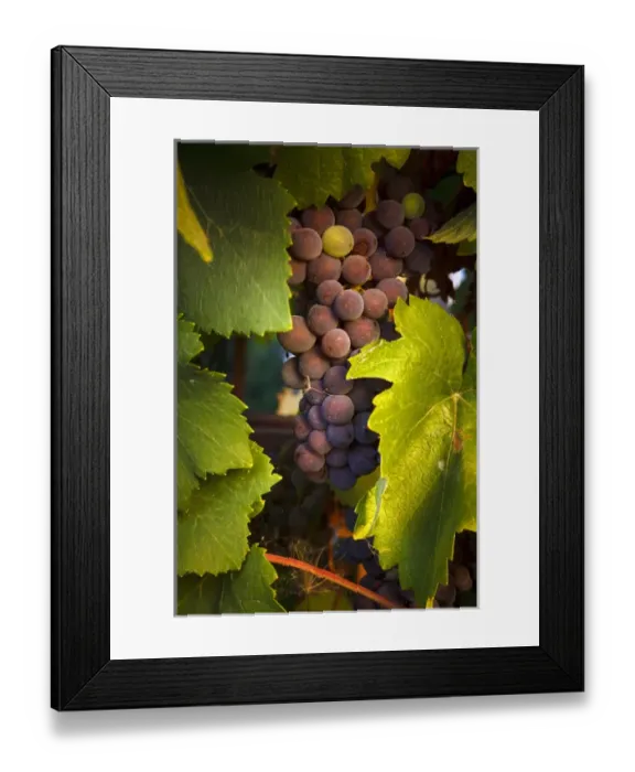 Framed Print : USA, Oregon, Keizer, Pinot Gris grapes Framed Print : USA, Oregon, Keizer, Pinot Gris grapes