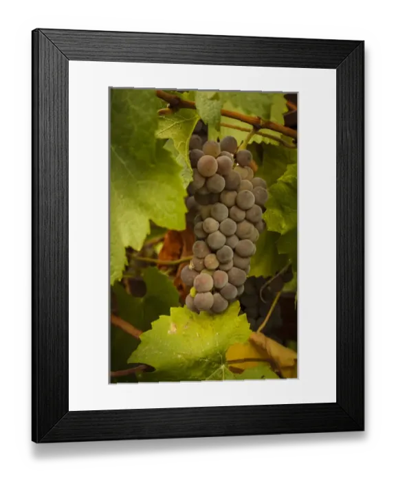 Framed Print : USA, Oregon, Keizer, Pinot Gris grapes Framed Print : USA, Oregon, Keizer, Pinot Gris grapes