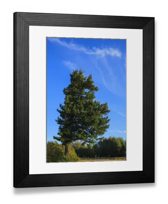 Framed Print : USA, Oregon, Columbia Gorge, Chanticleer Point, cirrus clouds behind a tree Framed Print : USA, Oregon, Columbia Gorge, Chanticleer Point, cirrus clouds behind a tree
