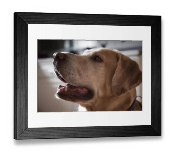 Framed Print : USA, Oregon, Keizer, Labrador Retriever waiting for a hard-boiled egg that had been promised to her Framed Print : USA, Oregon, Keizer, Labrador Retriever waiting for a hard-boiled egg that had been promised to her