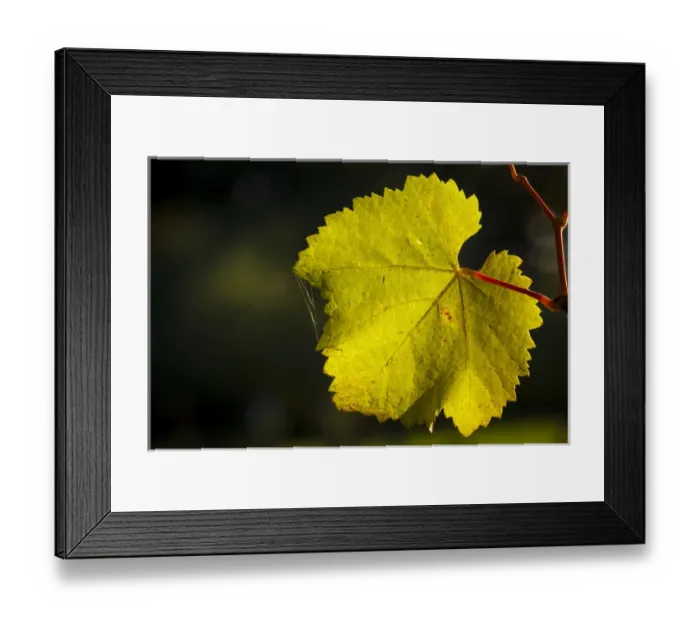 Framed Print : USA, Oregon, Keizer, Pinot Gris leaf Framed Print : USA, Oregon, Keizer, Pinot Gris leaf