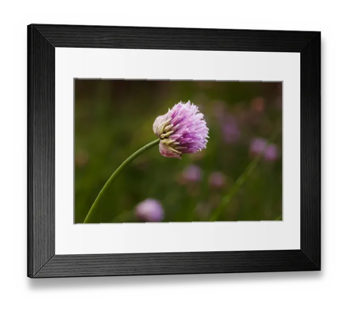 Framed Print : USA, Oregon, Keizer, Chives in backyard Framed Print : USA, Oregon, Keizer, Chives in backyard