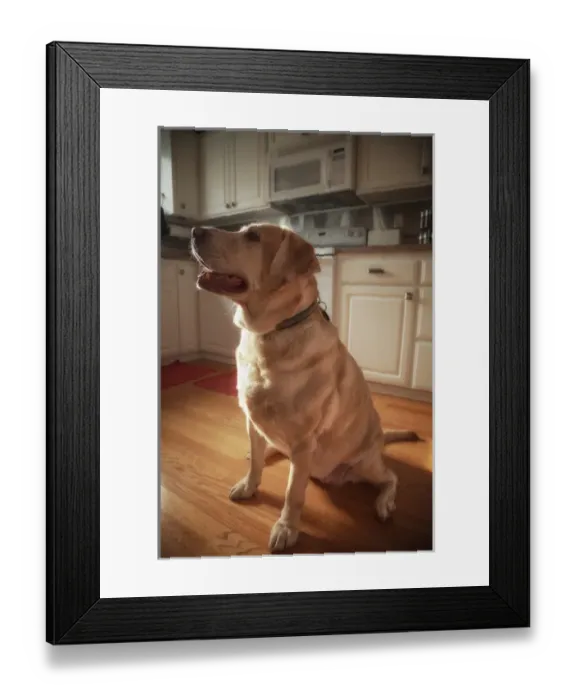 Framed Print : USA, Oregon, Keizer, Labrador Retriever waiting for a hard-boiled egg that had been promised to her