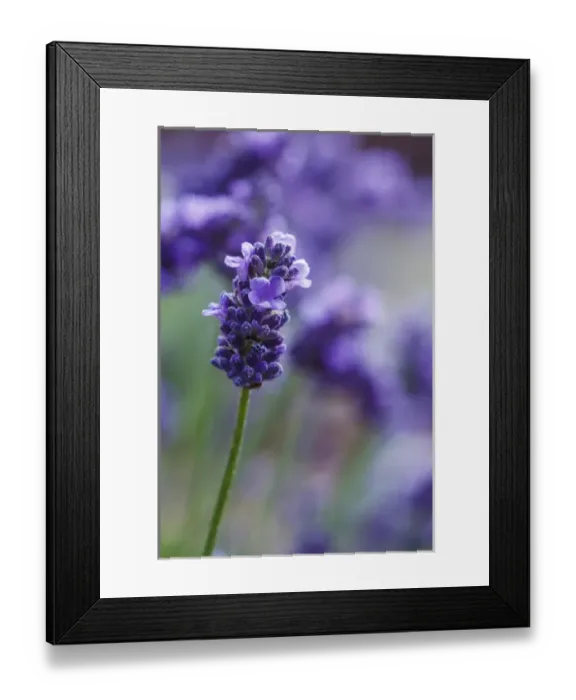 Framed Print : USA, Oregon, Keizer, lavender in the backyard Framed Print : USA, Oregon, Keizer, lavender in the backyard