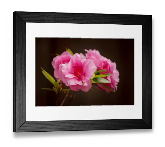 Framed Print : USA, Oregon, Keizer, azalea Framed Print : USA, Oregon, Keizer, azalea