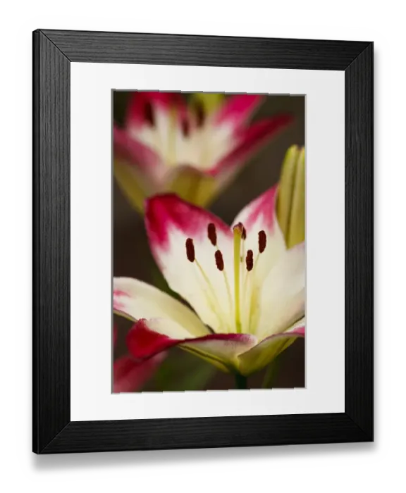 Framed Print : USA, Oregon, Keizer, cultivated Day Lily Framed Print : USA, Oregon, Keizer, cultivated Day Lily