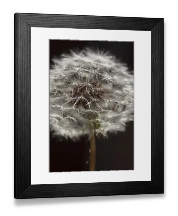 Framed Print : USA, Oregon, Keizer, dandelion seedhead Framed Print : USA, Oregon, Keizer, dandelion seedhead