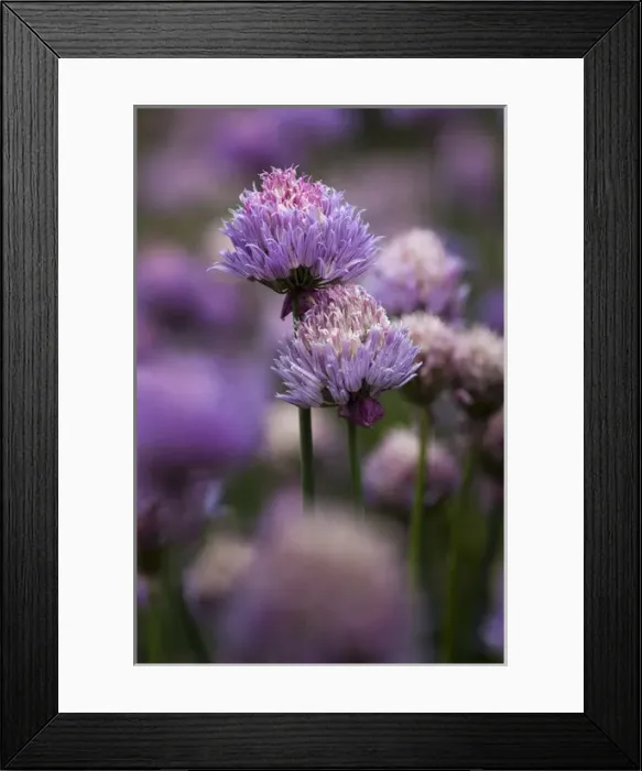 Framed Print : USA, Oregon, Keizer, chives in the backyard Framed Print : USA, Oregon, Keizer, chives in the backyard