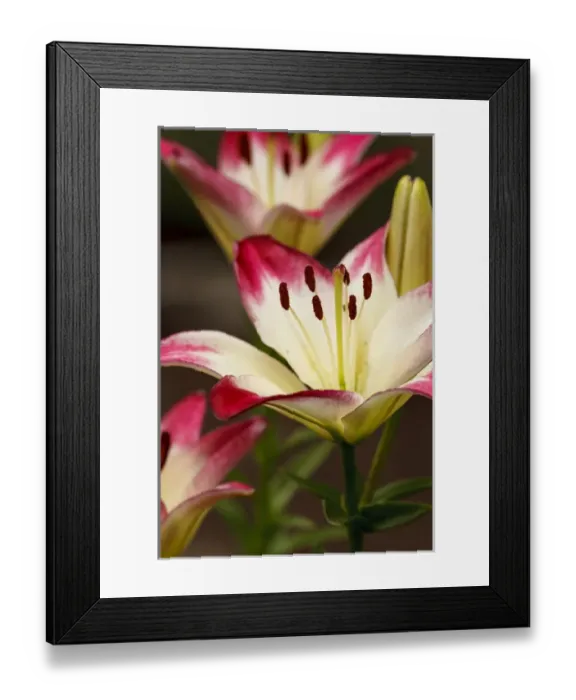 Framed Print : USA, Oregon, Keizer, cultivated Day Lily Framed Print : USA, Oregon, Keizer, cultivated Day Lily