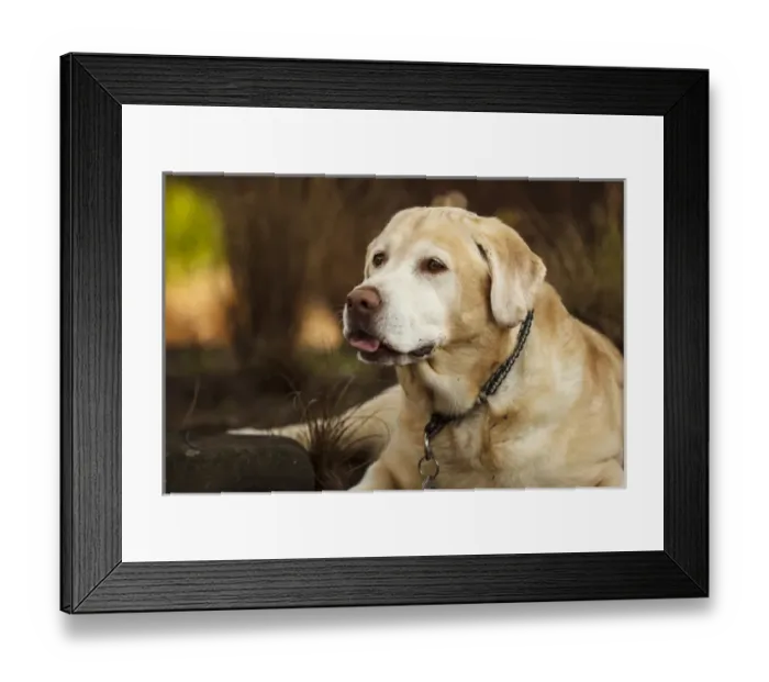 Framed Print : USA, Oregon, Keizer, Labrador Retriever in backyard