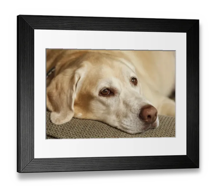 Framed Print : USA, Oregon, Keizer, Labrador Retriever resting Framed Print : USA, Oregon, Keizer, Labrador Retriever resting