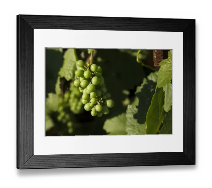 Framed Print : USA, Oregon, Keizer, Pinot Gris grapes