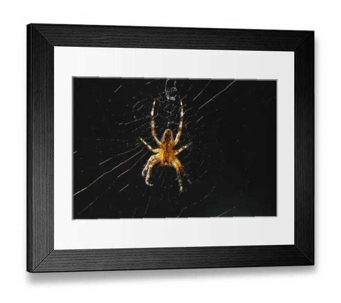 Framed Print : USA, Oregon, Keizer, Spider on its web, (Araneus sp. ) Framed Print : USA, Oregon, Keizer, Spider on its web, (Araneus sp. )