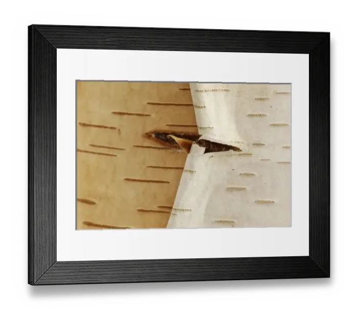 Framed Print : USA, Oregon, Keizer, peeling bark on a Paper Birch Framed Print : USA, Oregon, Keizer, peeling bark on a Paper Birch