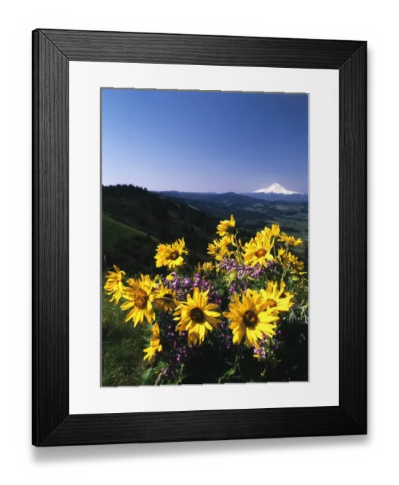 Framed Print : USA, Oregon, View of Blue-pod lupine and Arrowleaf balsamroot at Mt. Hood Framed Print : USA, Oregon, View of Blue-pod lupine and Arrowleaf balsamroot at Mt. Hood