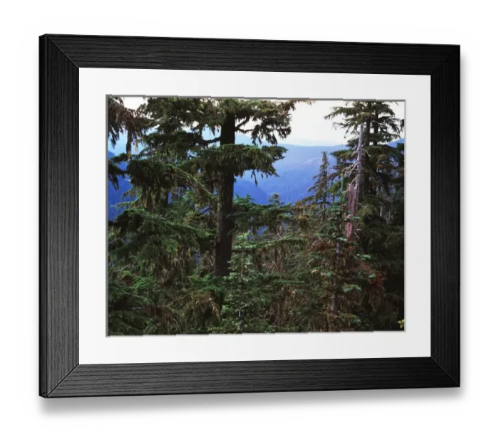 Framed Print : USA, Oregon, Opal Creek Wilderness, Willamette National Park, Tree trunk in forest