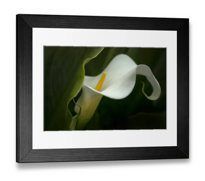 Framed Print : USA, Pennsylvania. Calla lily close-up. Credit as: Kathleen Clemons / Jaynes Gallery Framed Print : USA, Pennsylvania. Calla lily close-up. Credit as: Kathleen Clemons / Jaynes Gallery