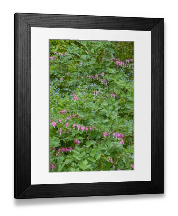 Framed Print : USA, Pennsylvania, Wayne, Chanticleer Garden