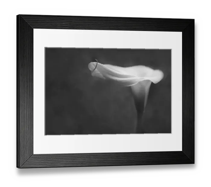 Framed Print : USA, Pennsylvania. Calla lily in black & white