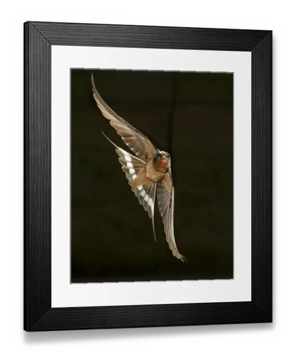 Framed Print : North America, USA, Pennsylvania, Barn Swallow, Hirundo rustica, in flight Framed Print : North America, USA, Pennsylvania, Barn Swallow, Hirundo rustica, in flight