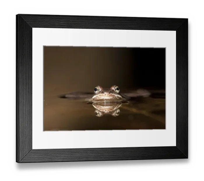 Framed Print : North America USA, Central Pennsylvania, Wood frog, Rana sylvatica, reflected in man-made pond