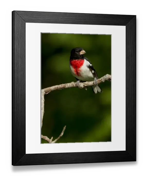 Framed Print : North America, USA, Centeral Pennsylvania, Hoot Hollow, Rose-breasted Grosbeak