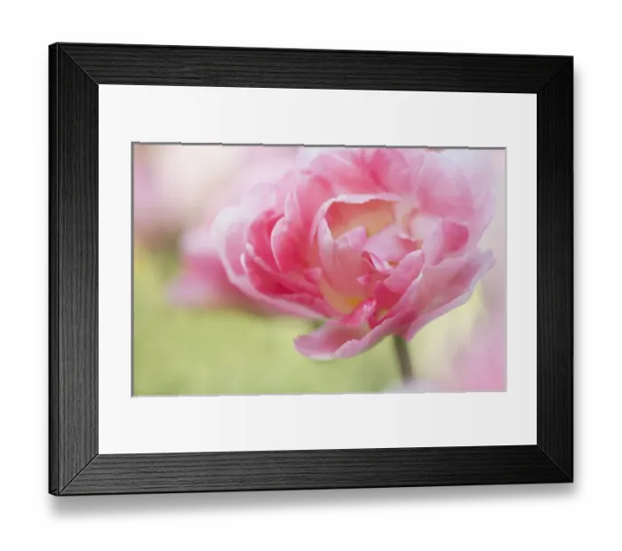 Framed Print : USA, Pennsylvania. Pink double tulip flower Framed Print : USA, Pennsylvania. Pink double tulip flower