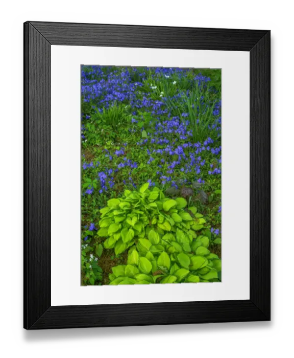 Framed Print : USA, Pennsylvania, Wayne, Chanticleer Garden Framed Print : USA, Pennsylvania, Wayne, Chanticleer Garden