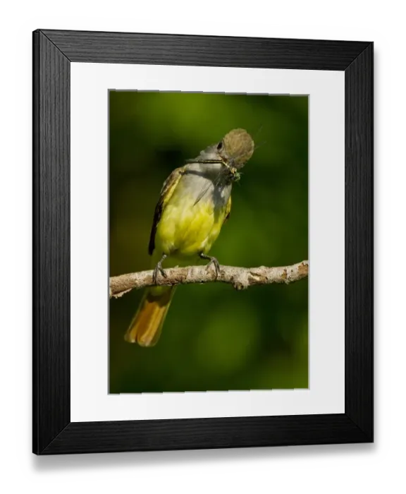 Framed Print : North America, USA, Central Pennsylvania, Mifflin County, Hoothollow, Great Crested Flycatcher Framed Print : North America, USA, Central Pennsylvania, Mifflin County, Hoothollow, Great Crested Flycatcher