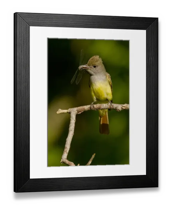 Framed Print : North America, USA, Central Pennsylvania, Mifflin County, Hoothollow, Great Crested Flycatcher Framed Print : North America, USA, Central Pennsylvania, Mifflin County, Hoothollow, Great Crested Flycatcher