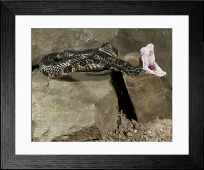 Framed Print : North America, USA, Pennsylvania, Hoot Hollow, Timber Rattlesnake, Crotalis horridus Framed Print : North America, USA, Pennsylvania, Hoot Hollow, Timber Rattlesnake, Crotalis horridus