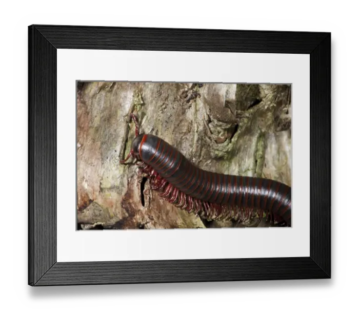 Framed Print : North America, USA, Pennsylvania, Tall Timbers State Park, Troxelville, North American Millipede Framed Print : North America, USA, Pennsylvania, Tall Timbers State Park, Troxelville, North American Millipede