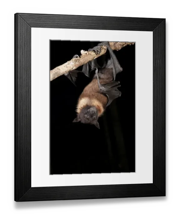 Framed Print : North America, USA, Pennsylvania, Hoothollow, Giant Fruit Bat, Pteropus giganteus, from India Framed Print : North America, USA, Pennsylvania, Hoothollow, Giant Fruit Bat, Pteropus giganteus, from India