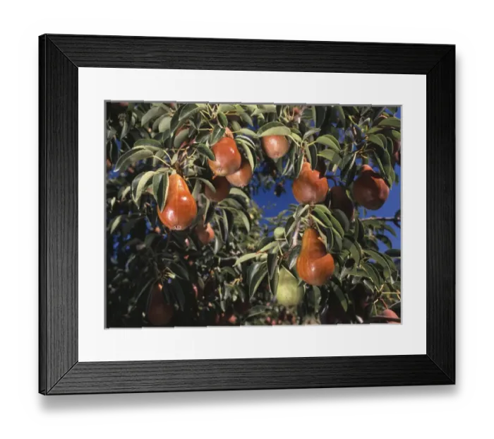 Framed Print : USA, Oregon, View of Williams pear orchard at Hood river valley Framed Print : USA, Oregon, View of Williams pear orchard at Hood river valley