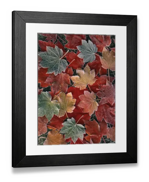 Framed Print : USA, Oregon, View of autumn maple leaves, close up