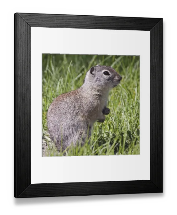Framed Print : A Beldings ground squirrel on alert at Malheur National Wildlife Refuge, Oregon Framed Print : A Beldings ground squirrel on alert at Malheur National Wildlife Refuge, Oregon