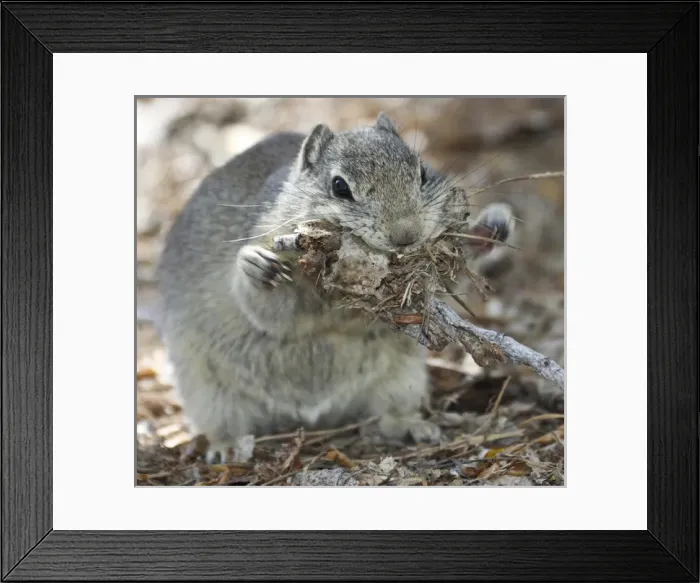 Framed Print : A Beldings ground squirrel gathers nesting material at Malheur National Wildlife Refuge Framed Print : A Beldings ground squirrel gathers nesting material at Malheur National Wildlife Refuge